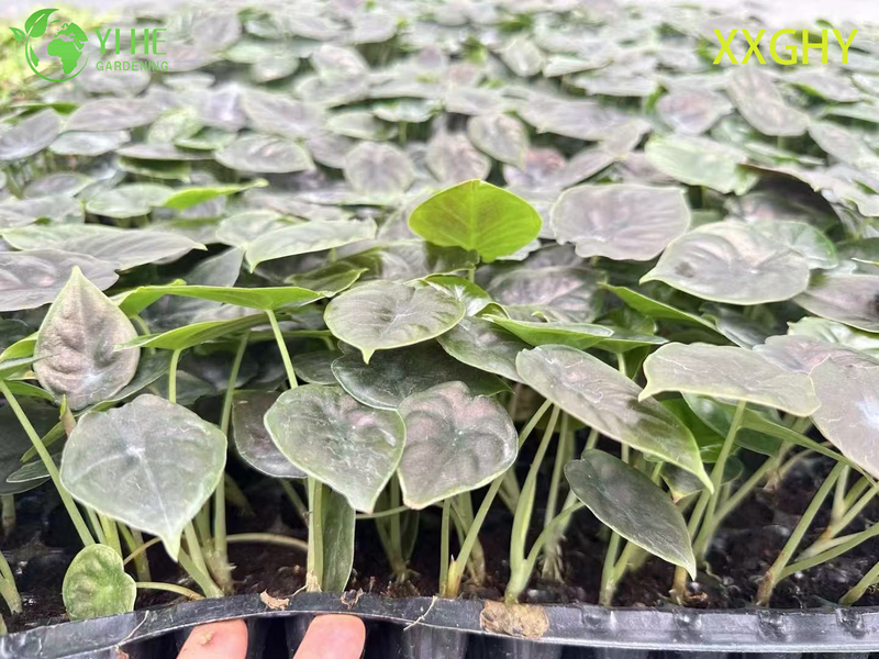 Wholesale Export Vampire Alocasia Seedlings | Tropical Ornamental Foliage Seedlings