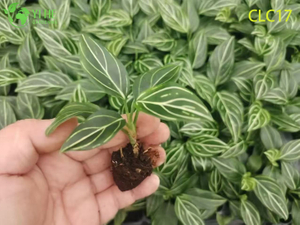 Wholesale Export Red Vein/White Vein/Red Radiance Aglaonema | Tropical Foliage Plants Seedlings