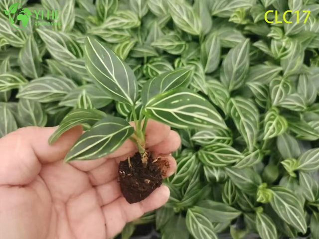 Оптовый экспорт Красная жилка/Белая жилка/Аглаонема красного сияния | Саженцы тропических лиственных растений