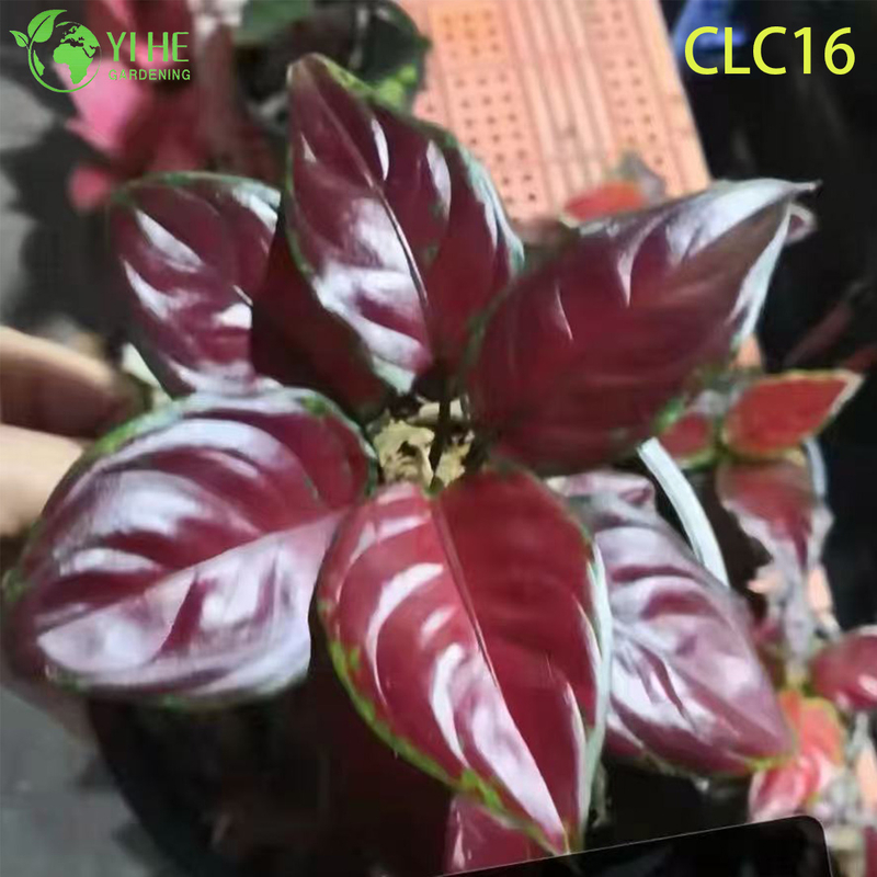 Wholesale Export Chocolate/Camouflage/Red Everlasting Aglaonema | Tropical Ornamental Plants Seedlings
