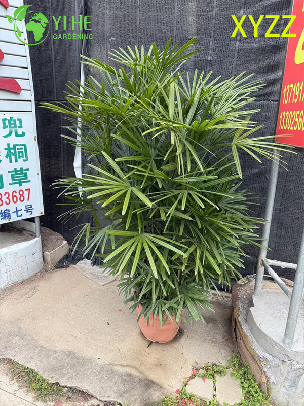 Exportación al por mayor de arbusto de hoja perenne ornamental de palma enana de señora de calidad superior