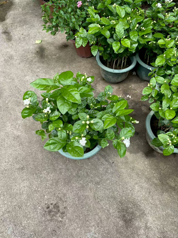 بونساي الياسمين السامباك المعطر للديكور الداخلي والخارجي