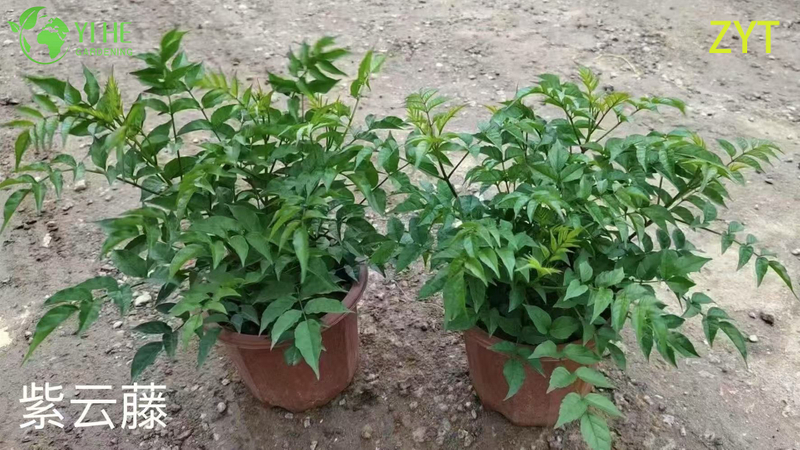 Purple Trumpet Vine Podranea Ricasoliana Climbing Flower Plant