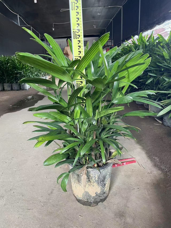 Rhapis excelsa