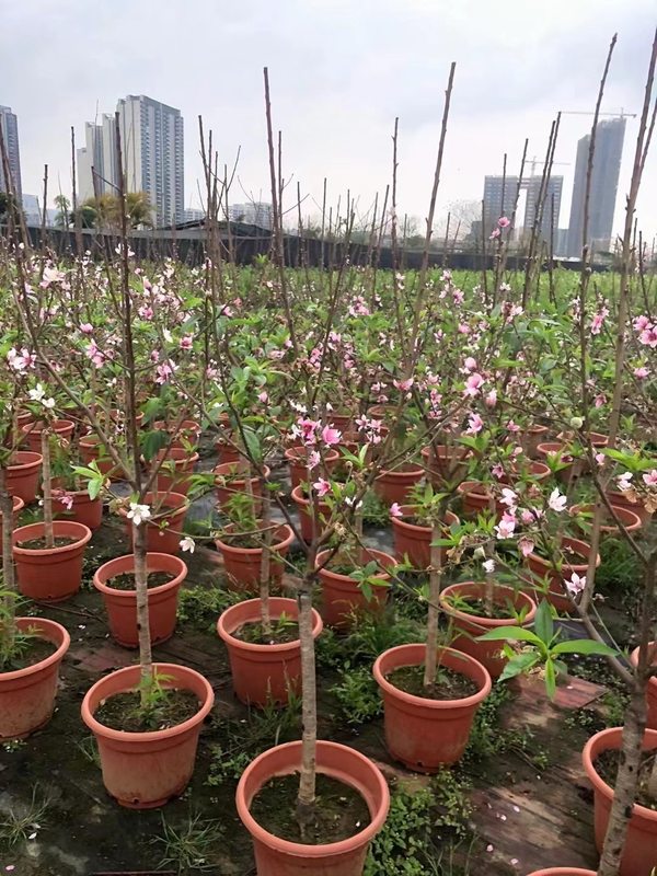 Honey peach trees, Amygdalus persica 'Honey Peach'