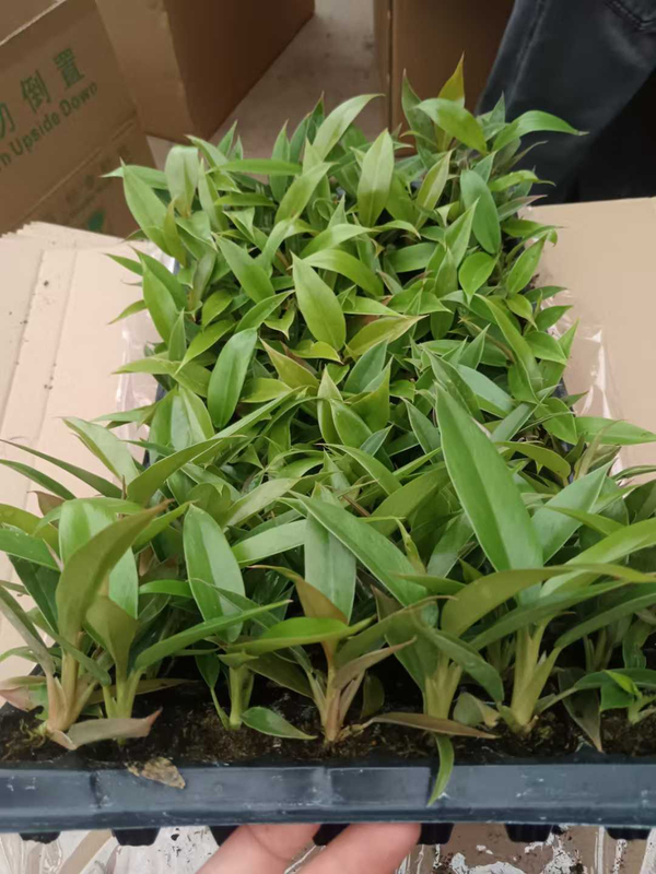 Epipremnum Aureum Seedling