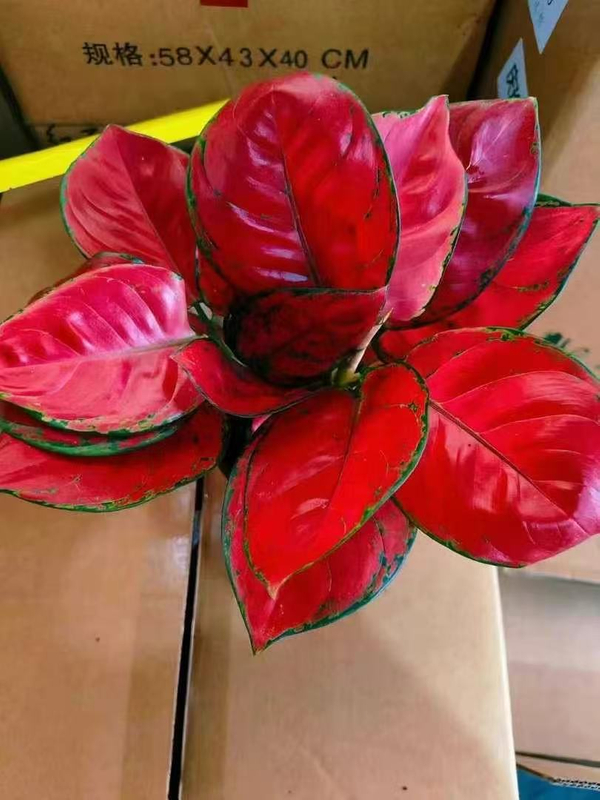 Red Beauty Aglaonema