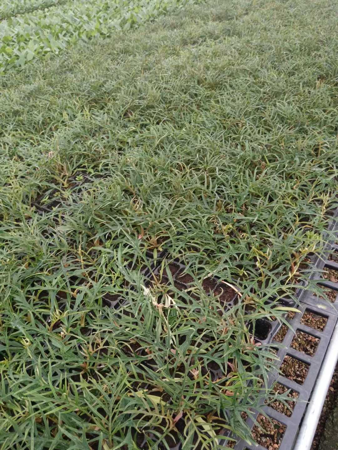 Epipremnum Pinnatum