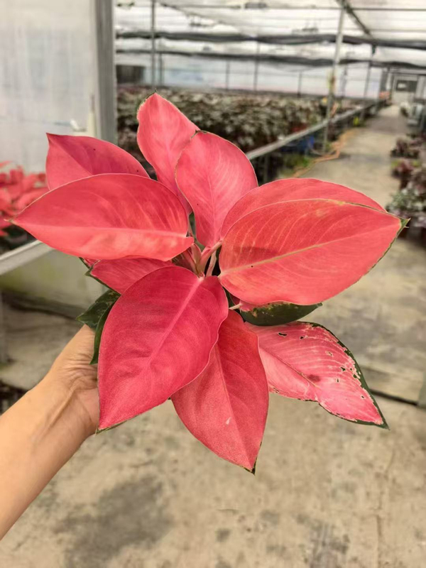 China Red Aglaonema