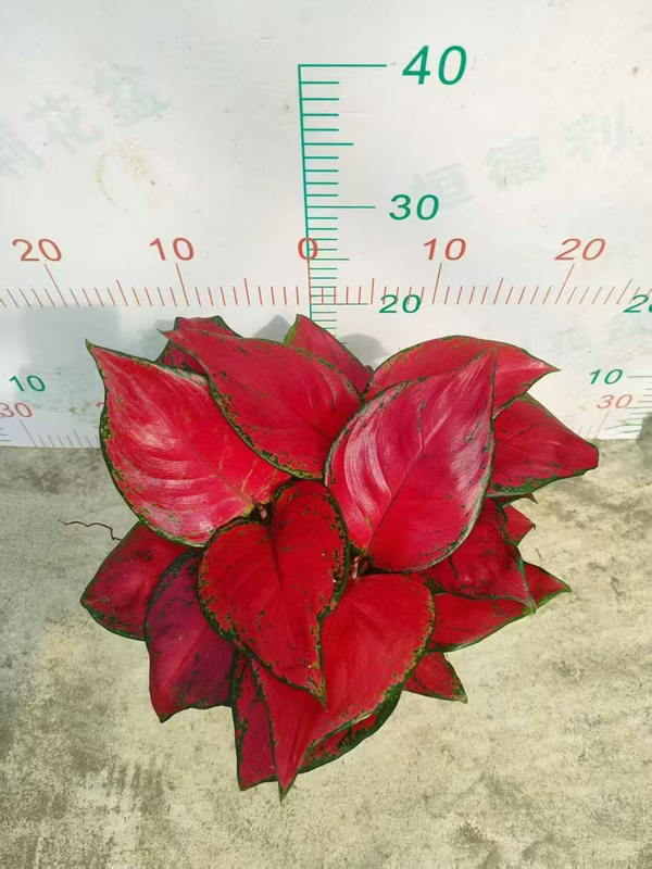 Red Fortune Aglaonema