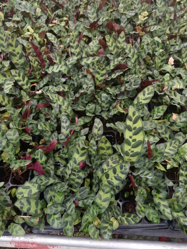 Calathea Seedlings