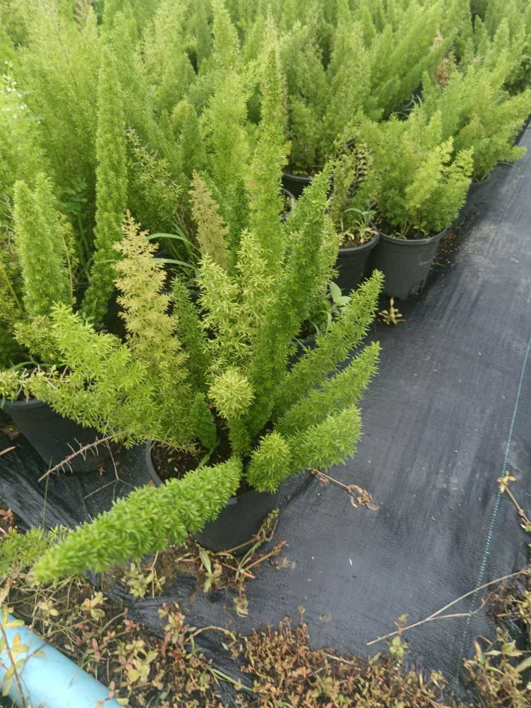 Asparagus Densiflorus 'Myers'