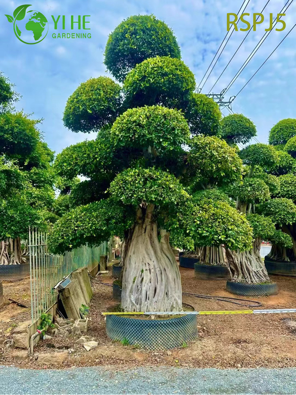Giant Banyan-style Tall Artistic Ficus Tree A Live Indoor Floor Plant Bonsai 
