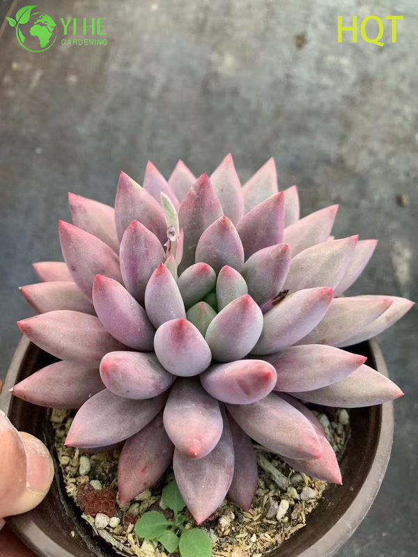 Wholesale Pink Dragonfly Pachyveria Live Succulent Pointed Rosette Bonsai