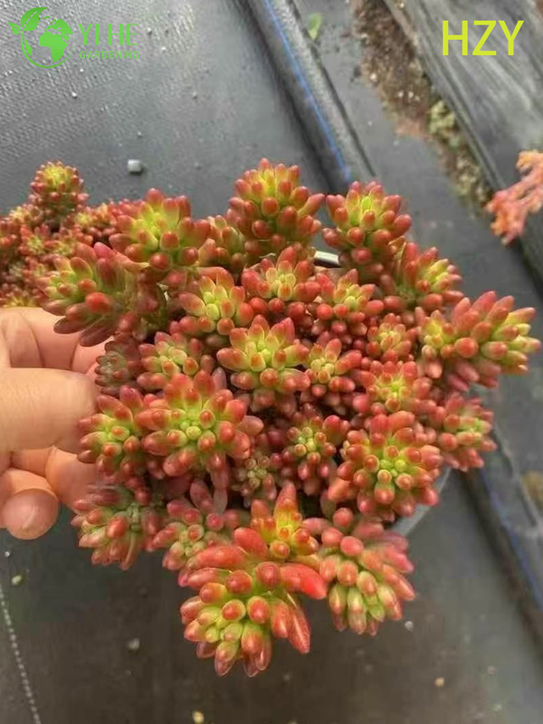 Wholesale Red Jelly Bean Plant Live Succulent Sedum Rubrotinctum Bonsai