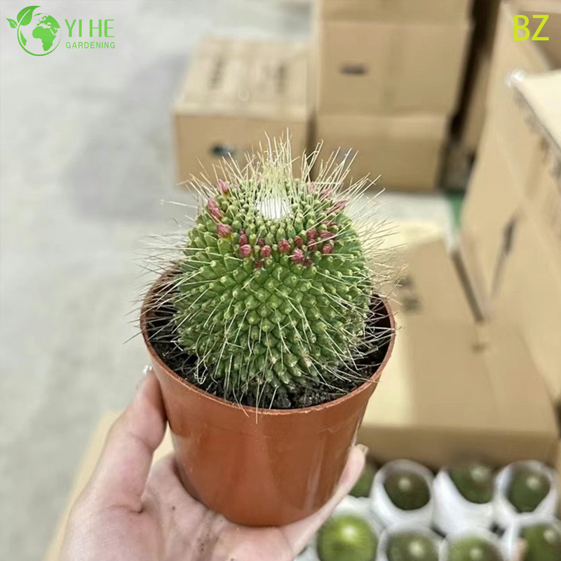 Wholesale Pink Flower Crown Cactus Live Plant Mammillaria Spinosissima Bonsai