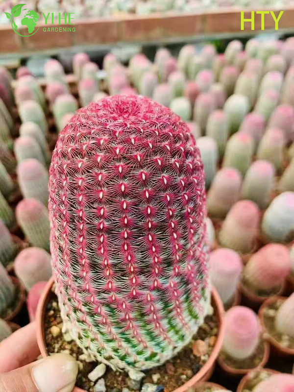 Wholesale Ruby Rainbow Hedgehog Cactus Live Collector's Plant Bonsai