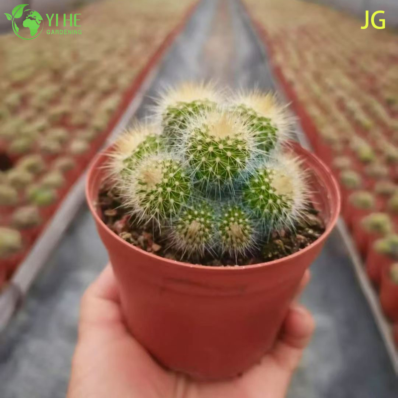 Wholesale Live Blooming Cactus with Large White Yellow Flowers Bonsai