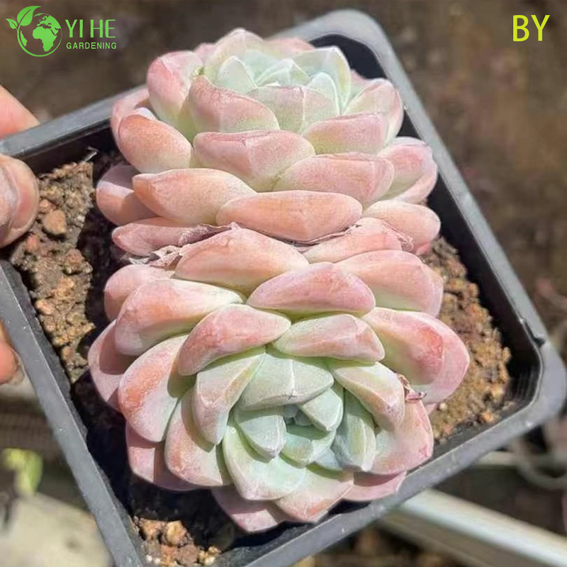 Wholesale Live Translucent Jade Succulent Plant Wholesale for Indoor Decor Bonsai