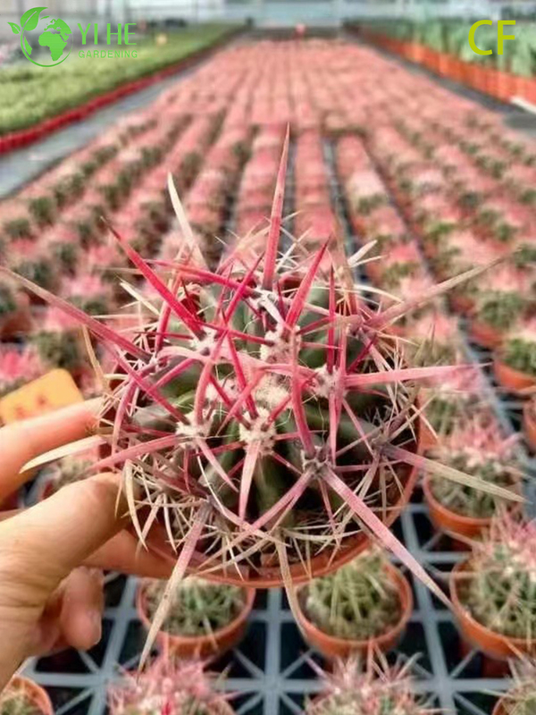 Wholesale Red Phoenix Echeveria Live Succulent Fiery Rosette Bonsai