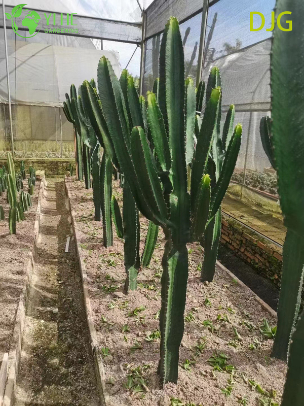 Large Candelabra Tree Euphorbia Live Plant for Indoor Decor Bonsai