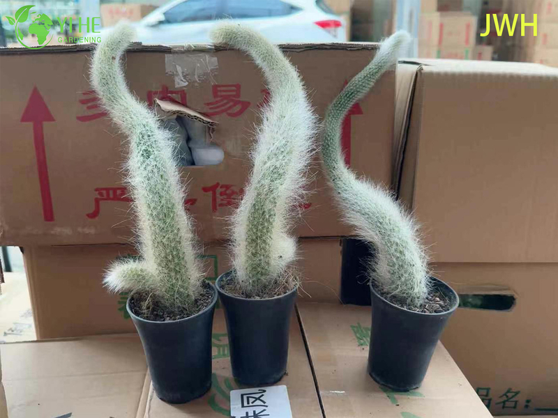 Wholesale Live Nine-tailed Fox Monkey's Tail Cactus in Hanging Basket for Decor Bonsai
