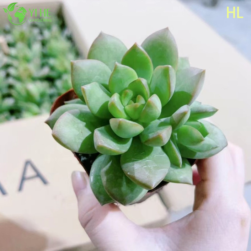 Wholesale Golden Glow Sedum Adolphii Live Succulent Plant Cluster Bonsai