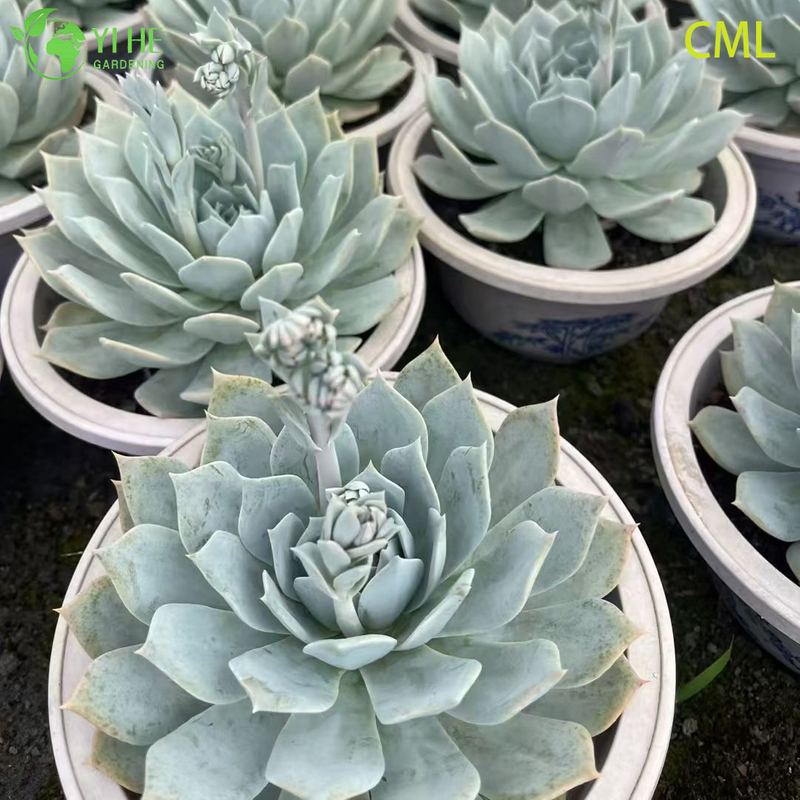 Wholesale Echeveria Orange Monroe Live Succulent Plump Rosette Bonsai