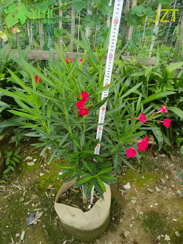 Wholesale Pink Oleander Tree Standard for Outdoor Landscaping Bonsai