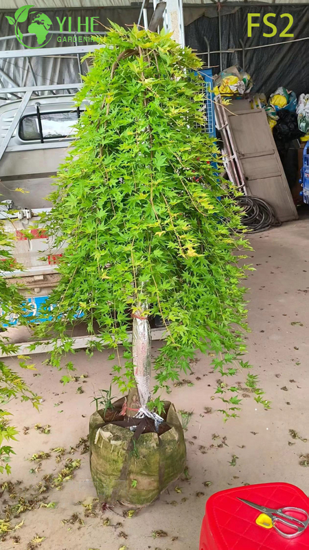 Weeping Green Laceleaf Maple Tree for Ornamental Landscaping Bonsai