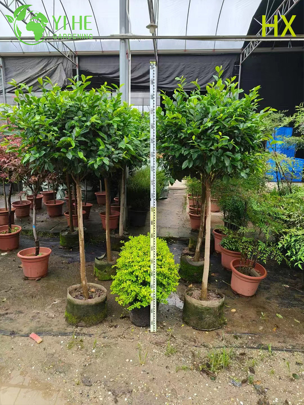 Wholesale Live Michelia Figo Banana Shrub for Fragrant Garden Hedging Bonsai