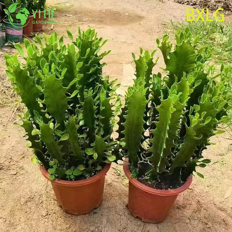 Live Tall Upright African Milk Tree An Architectural Euphorbia Plant Bonsai