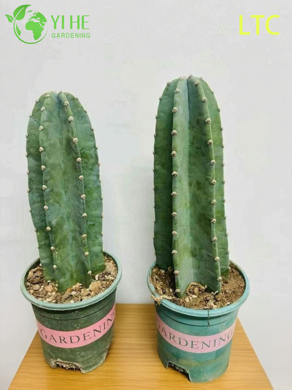 Live Dragon Fruit Cactus Plant A Fruit-Bearing Hylocereus Undatus