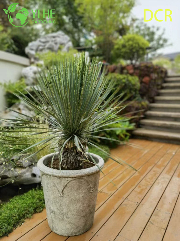 Live Beaked Yucca A Cold Hardy Drought-Tolerant Outdoor Plant Bonsai