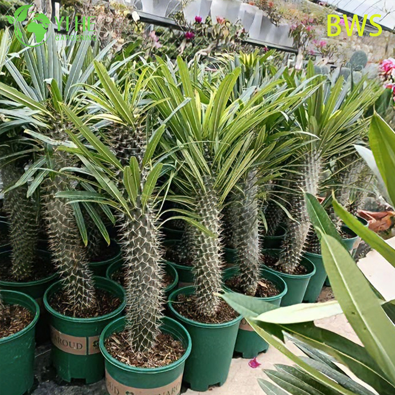 Live Madagascar Palm A Tall Spiny Trunk Pachypodium Succulent Bonsai