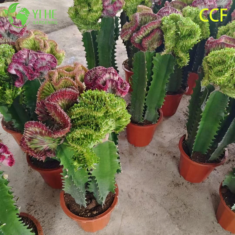 Live Coral Cactus a Grafted Wavy Crested Euphorbia Lactea Bonsai