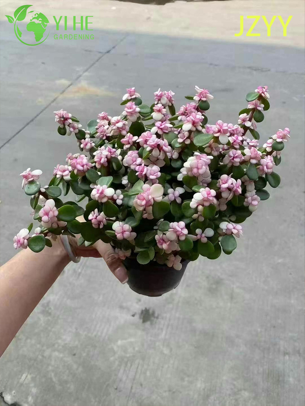 Live Rainbow Elephant Bush A Pink Tricolor Variegated Succulent Bonsai