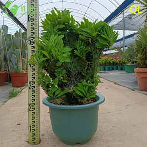 Live Crested Euphorbia Neriifolia A Wavy Monstrose Sculptural Succulent