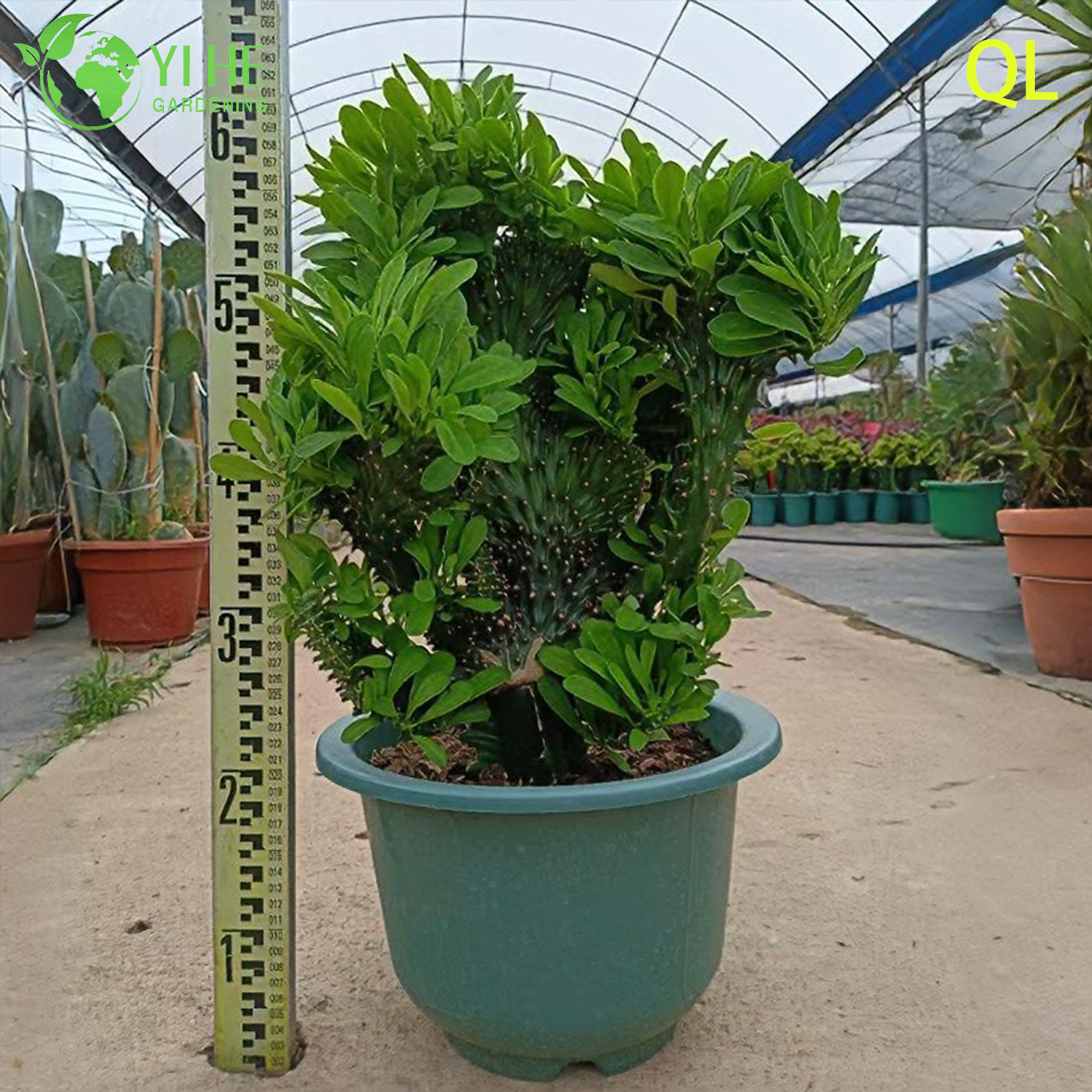 Live Crested Euphorbia Neriifolia A Wavy Monstrose Sculptural Succulent