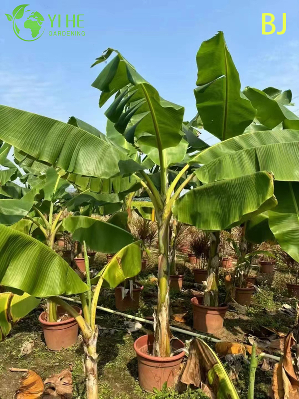 Wholesale Large Leaf Tropical Banana Plant for Garden Landscape Decor Bonsai