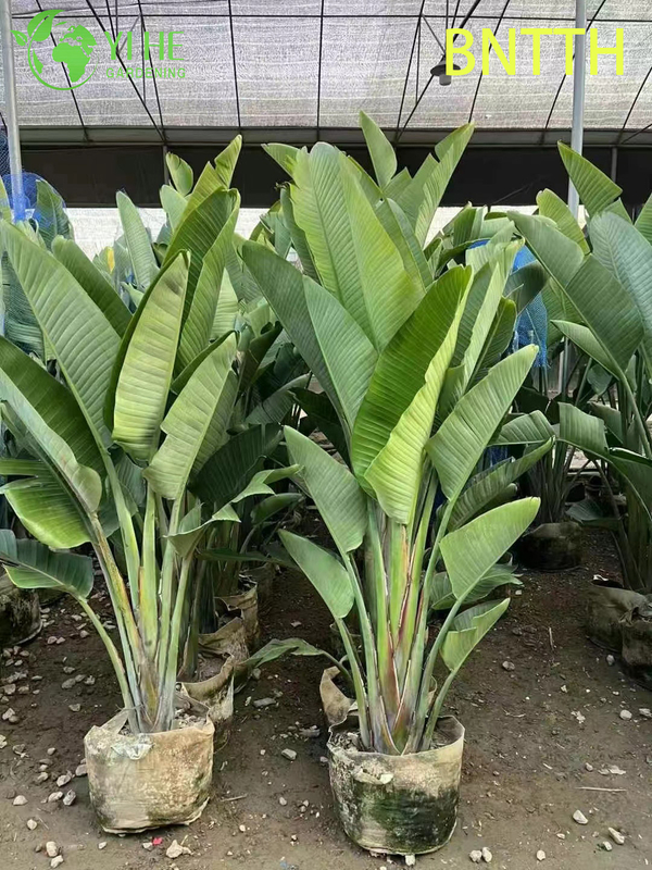 Wholesale Giant White Bird of Paradise for Indoor Outdoor Landscaping Bonsai