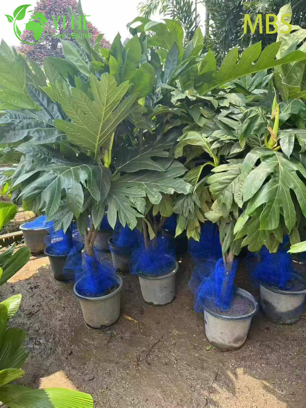 Wholesale Live Breadfruit Tree Artocarpus Edible Tropical Plant Bonsai