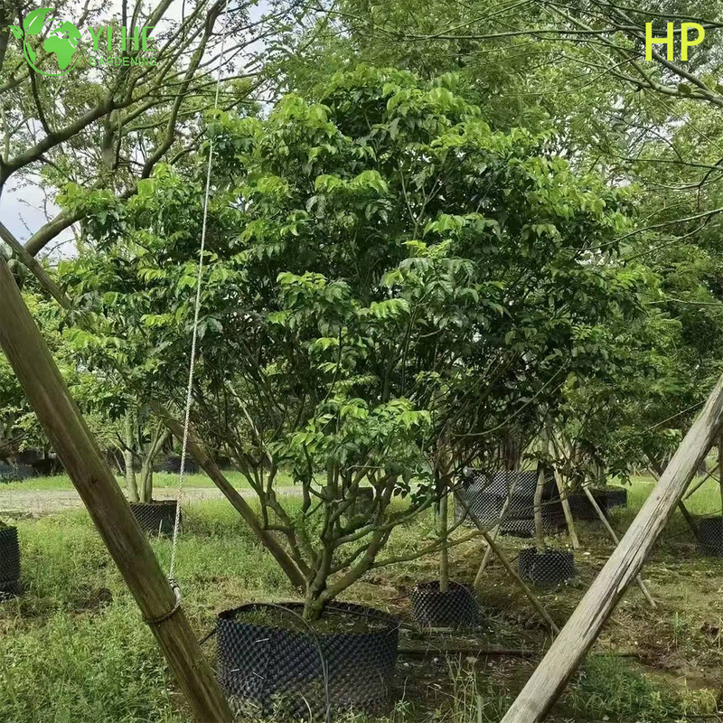 Drought-Resistant Pongamia Pinnata Tree for Landscaping and Biofuel Bonsai