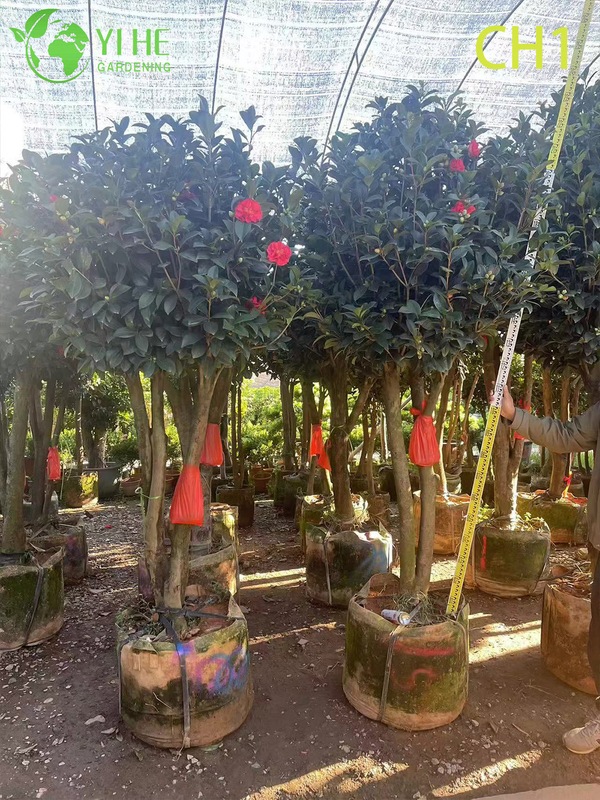 Wholesale Live Red Flowering Camellia Japonica Ornamental Shrub Bonsai