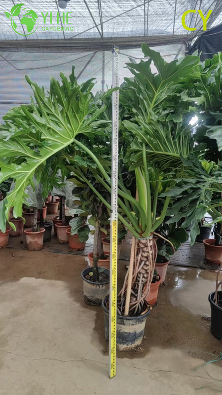 Lush Tropical Wholesale Hope Plant Thaumatophyllum Bipinnatifidum Bonsai