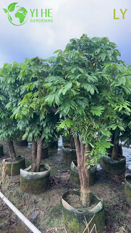 Live Dimocarpus Longan Dragon's Eye Tree with Sweet Fruit Bonsai