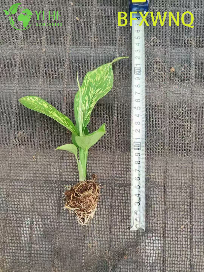 Wholesale Dieffenbachia Snowstorm Variegated Dumb Cane Plant Plug Seedlings