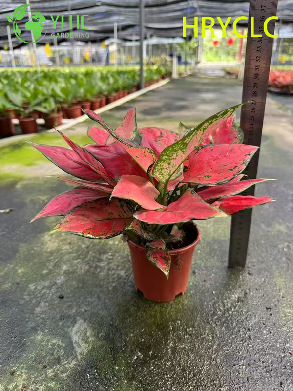 Wholesale Aglaonema Red Valentine Live Chinese Evergreen Starter Plug Seedlings
