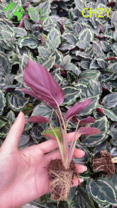 Wholesale Calathea Medallion Live Prayer Plant Starter Plug Seedlings