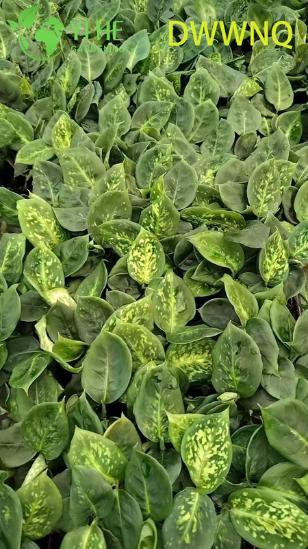 Wholesale Dieffenbachia Reflector Variegated Dumb Cane Starter Plant Seedlings